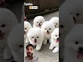 Cute Puppies Doing Funny Things 🐶 | Try Not To Smile Challenge #cutepuppy