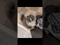 たくさん撫でて…！！！　#shorts #鳴き声