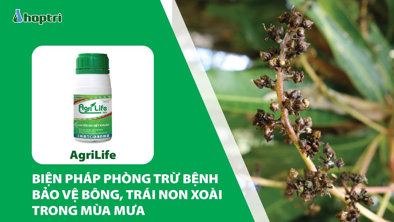 Biện pháp phòng trừ bệnh bảo vệ bông, trái xoài non trong mùa mưa