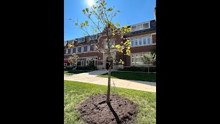 University YMCA 150th Anniversary Oak Tree Dedication