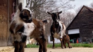 7 hopping baby goats & triplet newborns!
What an exciting day at the farm! We now have three sets of triplets at the farm, this morning Ginger had 2 boys named Little Duck and Dempsey and a doe named Doughnut! They weren’t quite ready to join the crazy party in the barn but maybe tomorrow! The kids led by Allagash were so silly and some of Claire’s two day old sweeties made it up on the hay bales today!
Thanks for visiting farm friends.
Read more about our Farm philosophy and check out our live barn cam here: http://www.sunflowerfarm.info/sunflowerfarmlivefeed 7 hopping baby goats & triplet newborns!