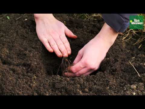 Como plantar perenes bareroot com Van Meuwen