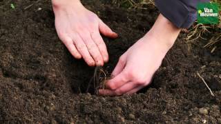 Planting Bare Root Plants