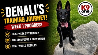 Denali - Solid Black German Shepherd Puppy Obedience Training Week 1
