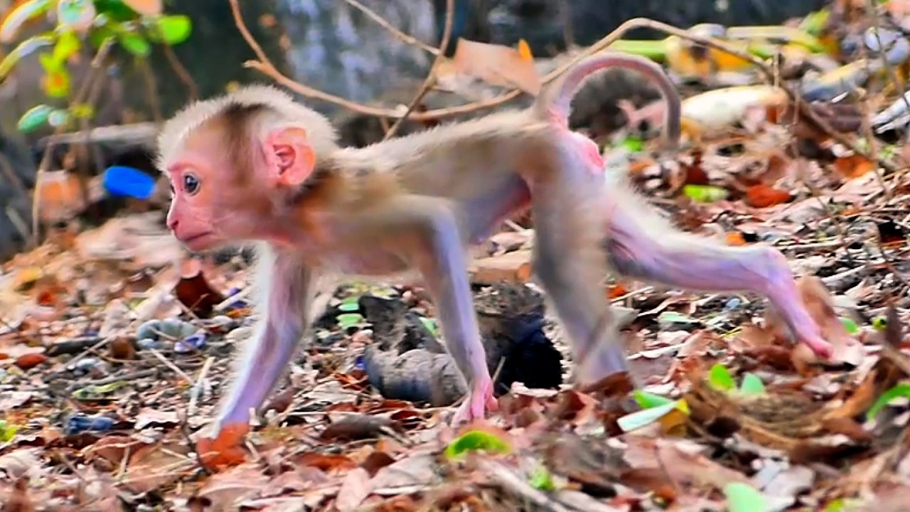 Baby Rosco is now walking well, he is stronger and not very soft.