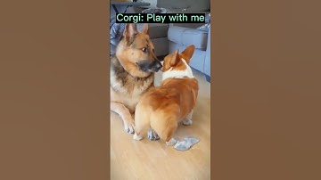 Please Play With Me #dog #corgi #dogbreed #funny #corgis #dogtype #cute #corgilover #puppy