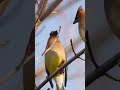 Waxwing buddies playing &quot;Pass the Berry&quot;