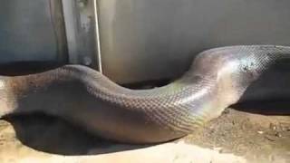 WORLD LARGEST SNAKE FOUND DEAD!/WELT größte schlange TOD aufgefunden !.