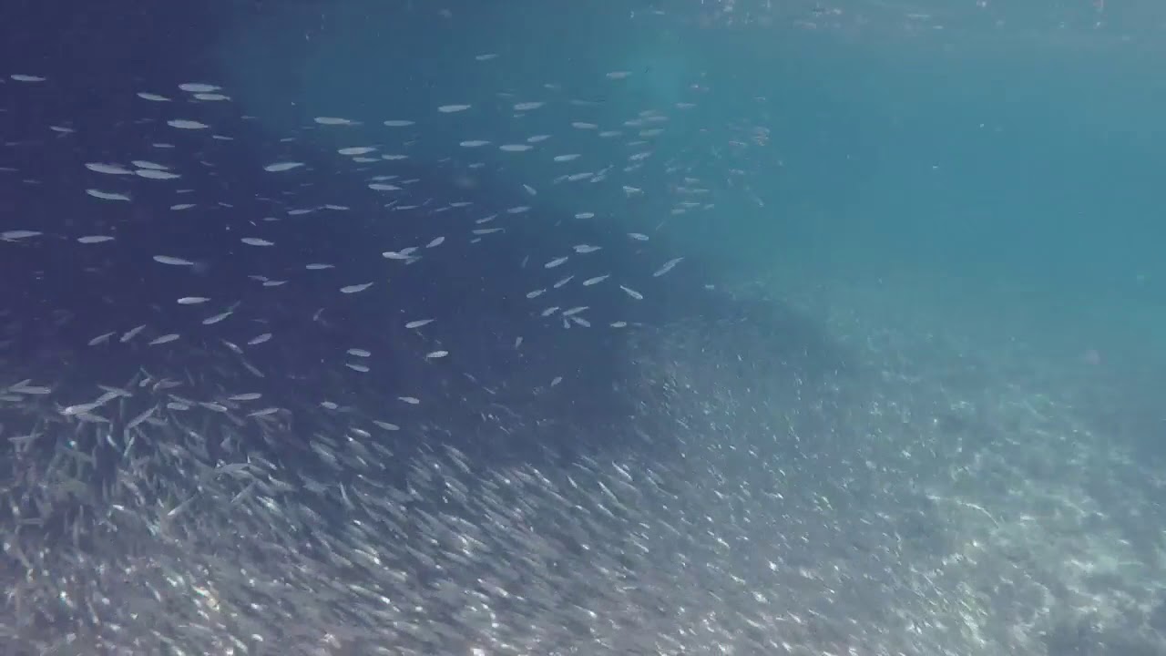 amazing experience swimming in a shoal with maybe thousands of silver fish