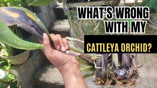 Saving My Cattleya Orchid From Fungus Step-By-Step Guide