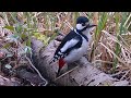 Forest birds in the spring. A camera trap in the forest