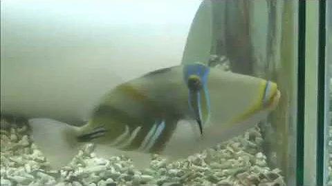 Fish can recognise human faces study finds