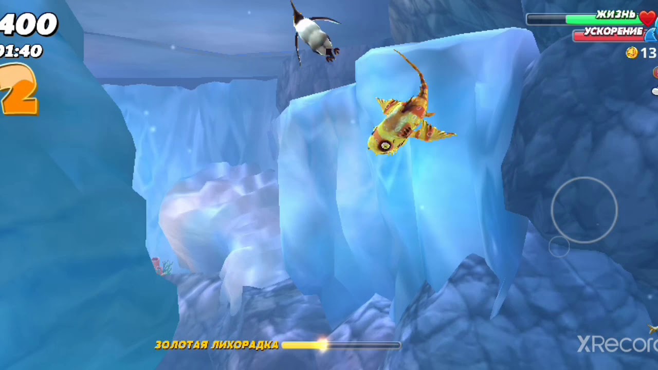 Бородатый воббегонг