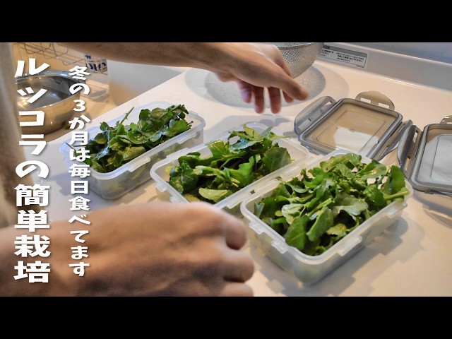 Easiest way to grow and harvest ARUGULA - YouTube