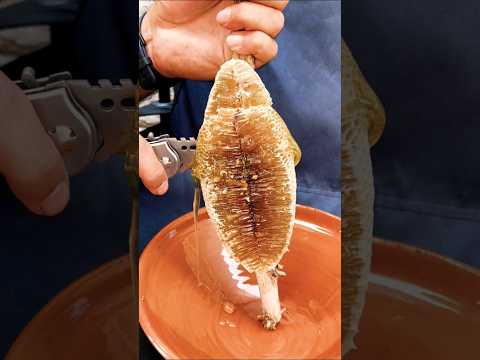 خلية عسل بوطويق من موسم السدر الحمدلله 