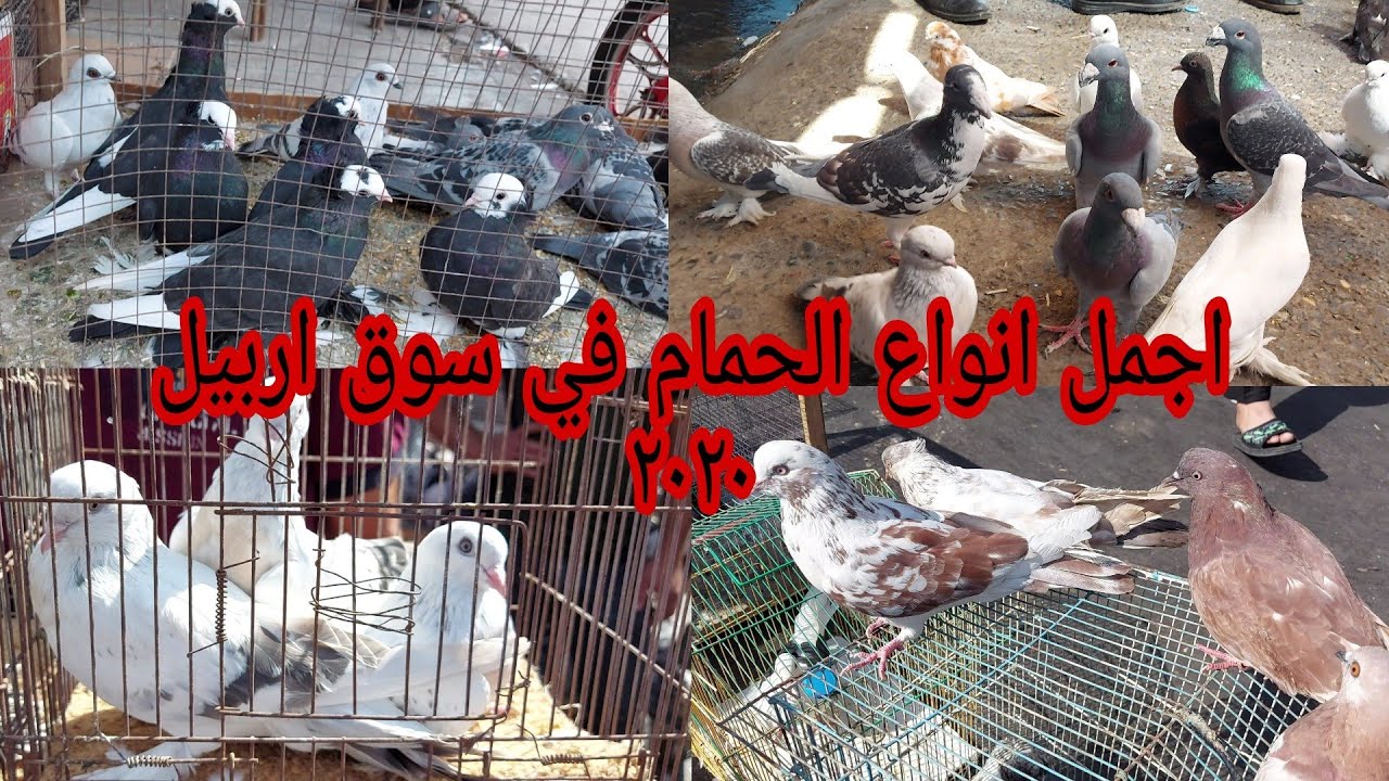 سوق الجمعة في اربيل انواع و أسعار الحمام 2020/9/25