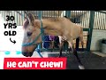 30 year old rescue horse has no teeth left