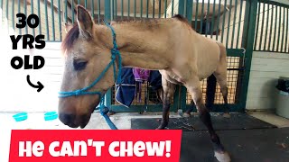 30 Year Old Rescue Horse Has No Teeth Left!
