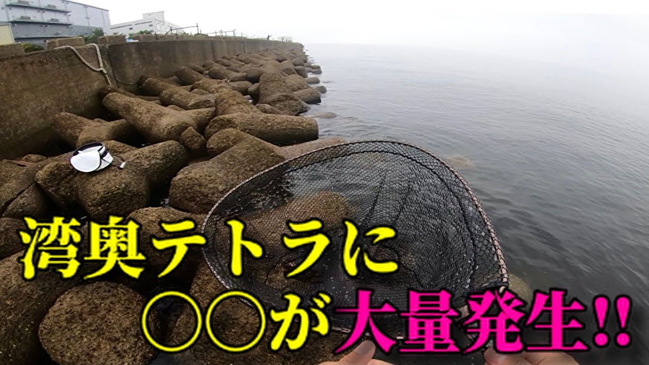 東京湾奥テトラに が大量発生 21 7 10 Youtube