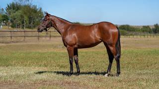 Lot 164 is a filly by Rafeef (AUS) ex Riqaaby
