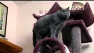 Cats 101  British Shorthair   YouTube