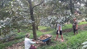 Cách Thu Hoạch vườn sầu riêng siêu trái ở Tiền Giang