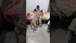 Dog Did Such A Incredible Job animallife pitbul like subscribe support