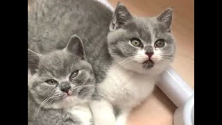 Lovely British Shorthair Cat Compilation