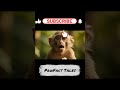 "Banana Monkey Says: Subscribe PawFact Tales!  #shorts   #funny   #ytshorts   #trending   #viral