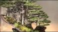 The Fascinating World of Bonsai ile ilgili video