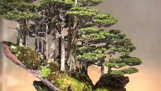 Bonsai - Amazing world of Masahiko Kimura at Omiya Bonsai Museum