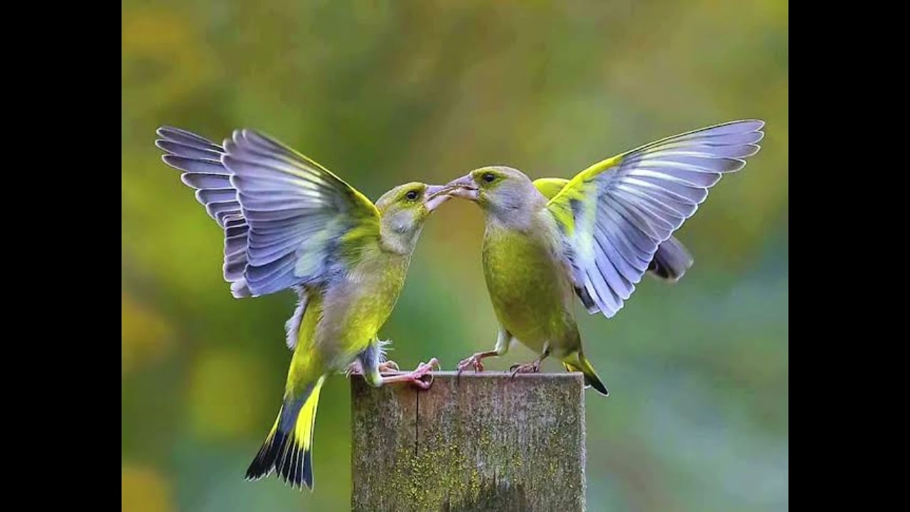 Florya huylandırma cıraklama