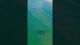 Stripedbass arrive in the Hamptons! - 21 Schools Spotted