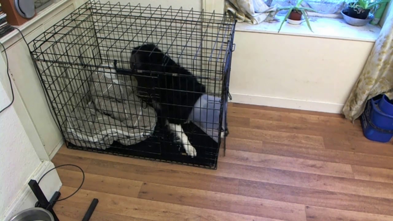 Hip replacement dog cage escape (viewer discretion is advised)