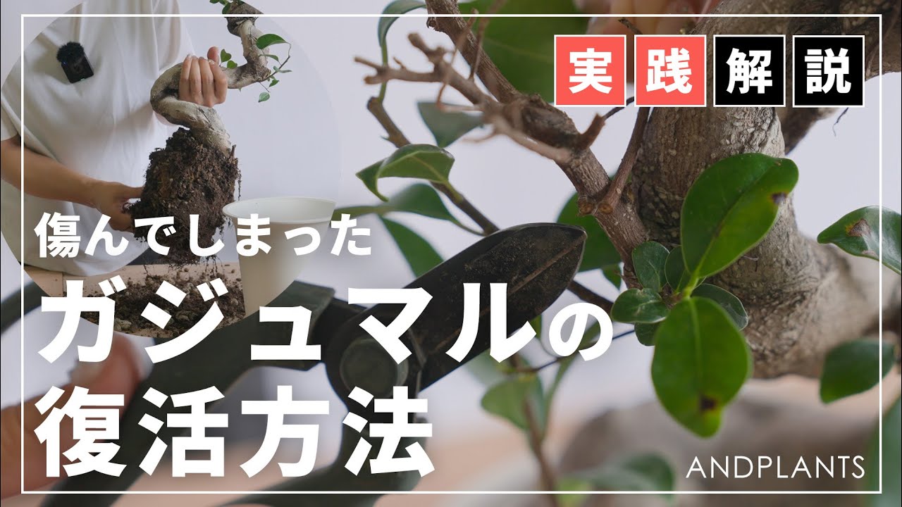【復活のコツ】弱ったガジュマルを元気に！｜茶色い葉・病気のお手入れの全手順
