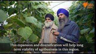 Punjabi Banana farmers from Woolgoolga screenshot 4