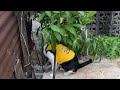 Casual outdoor live: walking and fresh air therapy 🌤️