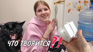 картинка: Мой дом не мои правила… Кира выходит замуж?!  😅Потерянная находка. 