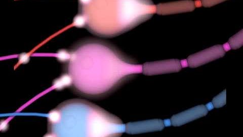 Digital and Neuronal Computation