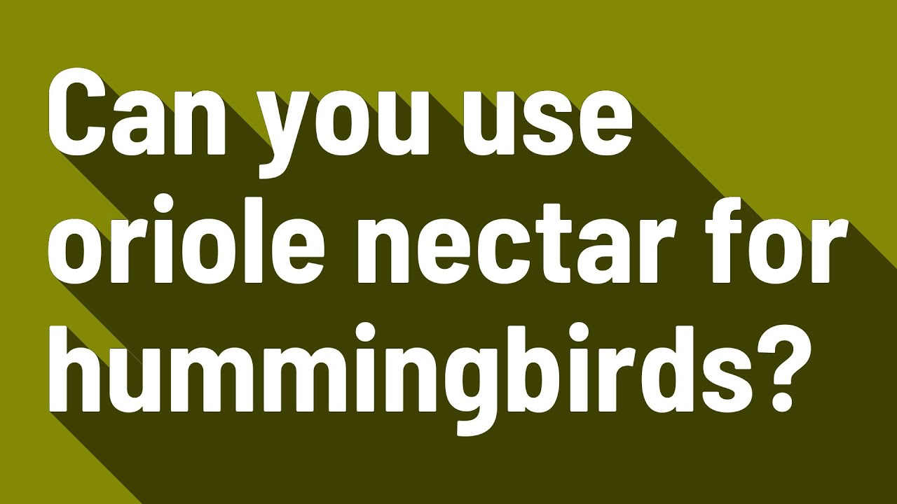 Can you use oriole nectar for hummingbirds? YouTube
