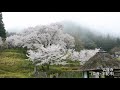 仏隆寺の「千年桜」　奈良県宇陀市