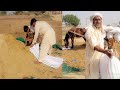 Wheat harvesting in pakistan  monjee ke ktai  part 2  shafiq ahmad vlog