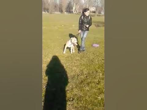 Стафы - YouTube