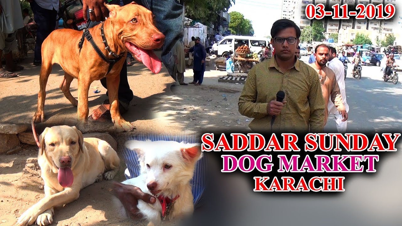 Saddar Sunday Dog Market Karachi 3112019 Latest Updates (JAIC) In