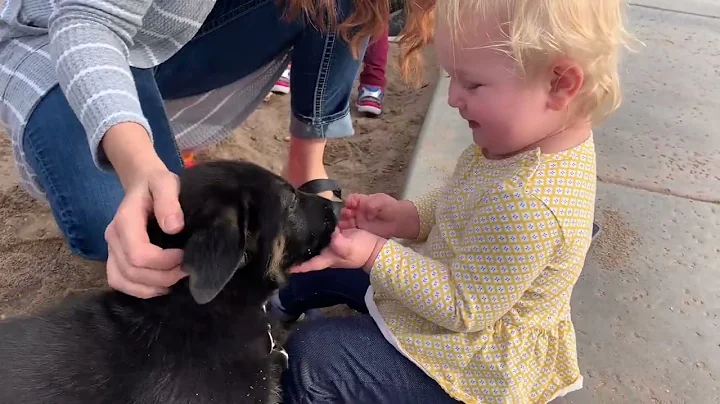 30 seconds of wholesome German Shepherd puppy cont...