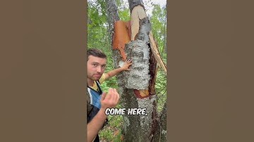 The easiest way to identify a birch tree #joke #funny #trees #nature