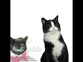 Cat Animation Mikella 