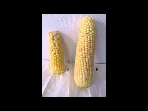 THE GMO EXPERIMENT