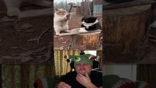 Yapay Zekâ Kullanarak Komik Bir Kedi Videosunu Yeniden Oluşturdum ?