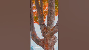 "Prune and Remove Like a Pro: Top Tips for Maple Tree Maintenance"